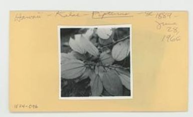 [Pipturus pachyphyllus in Hawaii, envelope IE24-096]