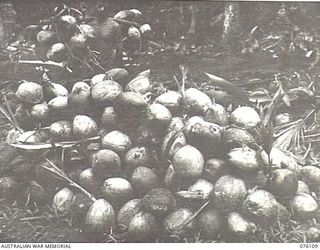 KARKAR ISLAND, NEW GUINEA. 1944-10-20. NATIVES WORKING UNDER THE DIRECTION OF THE AUSTRALIAN NEW GUINEA ADMINISTRATIVE UNIT BRINGING COCONUTS TO THE PILE IN THE FOREGROUND. THE COCONUTS WILL BE ..