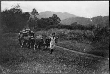 Woman leading a team of bullocks pulling a wagon, New Guinea, ca. 1935 / Sarah Chinnery