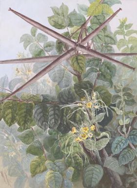 [Leaves and flowers of plant from Papua New Guinea] Ellis Rowan