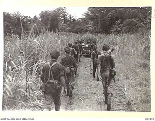 BOUGAINVILLE. 1945-05-20. MACHINE-GUNNERS OF 24 INFANTRY BATTALION MOVING ALONG HAESLERS TRACK AS A PROTECTION AGAINST A JAPANESE AMBUSH. JEEPS AND TRAILERS CARRYING EQUIPMENT DURING THE ..