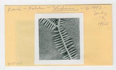 [Sticherus owhyhensis in Hawaii, envelope IE25-159]