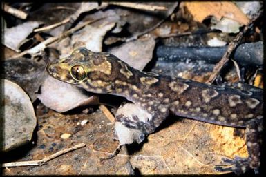 Bavayia ornata