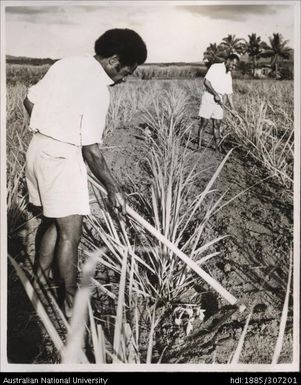 Cultivating cane