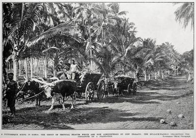 A picturesque scene in Samoa, the group of tropical islands which are now administered by New Zealand: the bullock-waggon collecting the coconuts on a plantation