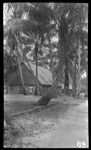 Church in a Kiribati village