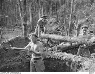 BOUGAINVILLE. 1945-05-22. MEN OF C COMPANY, 24 INFANTRY BATTALION, LOGGING IN AND DIGGING WEAPON PITS ON EGAN'S RIDGE. IDENTIFIED PERSONNEL ARE:- PRIVATE S.J. ROWSELL (1); PRIVATE T. ELMORE (2); ..