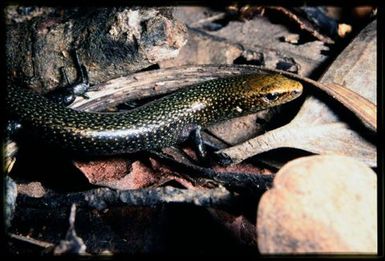 Skink sp.