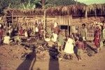 Earth ovens being opened in front of temporary accommodations for visiting participants