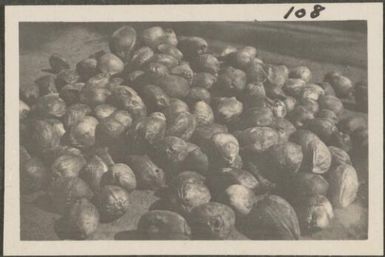 Coconuts, Rabaul, New Britain Island, Papua New Guinea, probably 1916