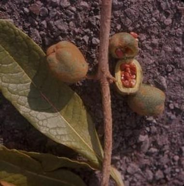 [Pittosporum hosmeri close-up from Hōnaunau-Nāpōʻopoʻo, United States]