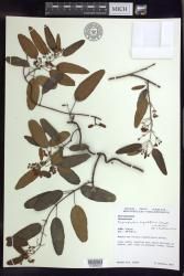 Stigmaphyllon angustifolium