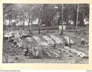 SIPILANGAN, NEW BRITAIN, 1945-07-29. REFUGEE NATIVES WORKING IN THE GARDENS AT THE AUSTRALIAN NEW GUINEA ADMINISTRATIVE UNIT DISTRICT SERVICES TOL REFUGEE CAMP. IT IS HOPED THAT AT LEAST 60 ACRES ..