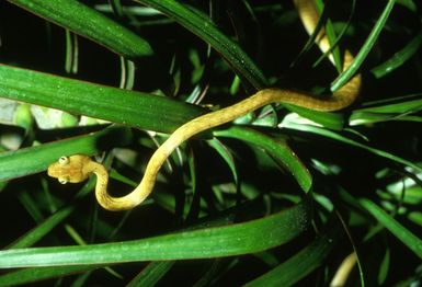 Brown tree snake