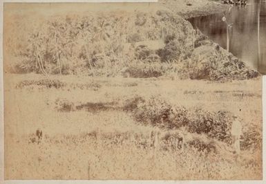 Harvesting crops. From the album: Cook Islands