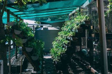 Vertical garden, Atafu, Tokelau