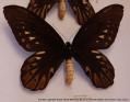 Troides alexandrae (Rothschild): PAPILIONIDAE