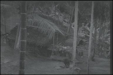 Houses (5) : Maprik, Papua New Guinea,1959 / Terence and Margaret Spencer