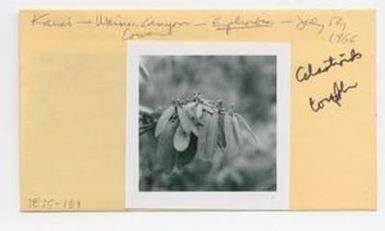 [Euphorbia celastroides in Hawaii, envelope IE25-131]