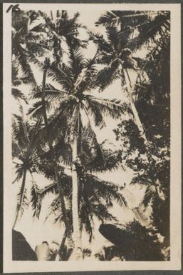 Boy climbing coconut tree, New Britain Island, Papua New Guinea, approximately 1916