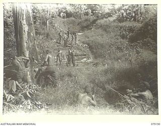 BOUGAINVILLE ISLAND. 1945-02-17. PIONEERS OF THE 9TH INFANTRY BATTALION FALLING A LARGE TREE TO GET MATERIAL TO REPLACE A BROKEN BRIDGE ON THE MOSIGETTA ROAD