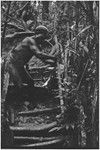 Pig festival, stake-planting, Tuguma: man pierces ground at gate with a stake, expelling enemy spirits