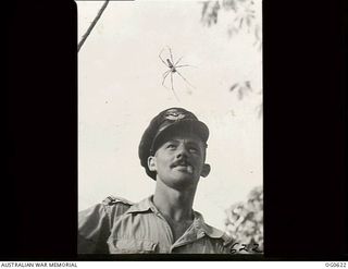 KIRIWINA, TROBRIAND ISLANDS, PAPUA. 1944-01-31. LARGE SPIDERS IN NEW GUINEA FIND THE GUY ROPES OF NO. 30 (BEAUFIGHTER) SQUADRON RAAF TENTS A CONVENIENT PLACE TO SPIN THEIR WEBS. AS THEY NEVER BITE ..