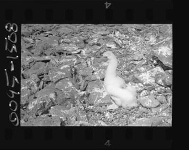 Brown Booby chick