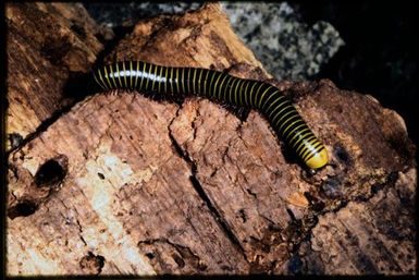 Millipede