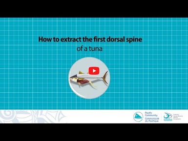 How to extract the first dorsal spine of a tuna