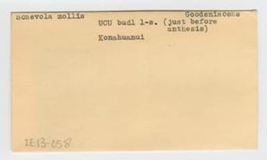 [Scaevola mollis in Hawaii, envelope IE13-058]