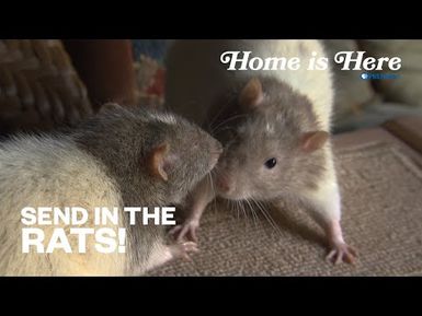 Send In The Rats! | PBS HAWAIʻI