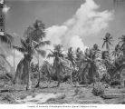 Palm trees on Enyu Island still standing after Operation Crossroads, 1947