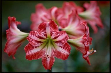 Hippeastrum (lily), Cook Islands