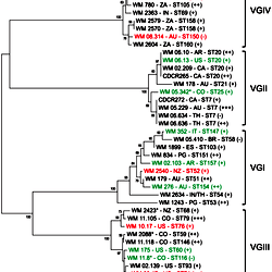 Phylogram showing the genetic relationships between the studied Cryptococcus gattii isolates.
