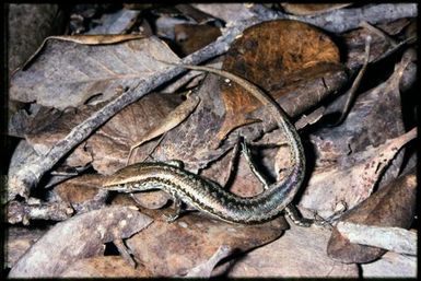 Caledoniscincus haplorhinus