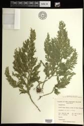 Selaginella indet