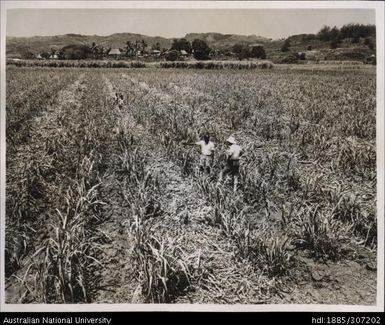 Field Officer and farmer inspecting cane