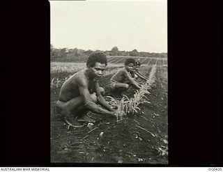 NEW GUINEA. 1943-12-22. EIBRE, OILEI, DEDECA AND NIDO, NATIVE WORKERS, CLEANING AND HILLING A THREE-ACRE FIELD OF CORN IN THE RAAF VEGETABLE GARDEN
