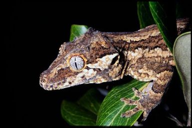 Rhacodactylus auriculatus