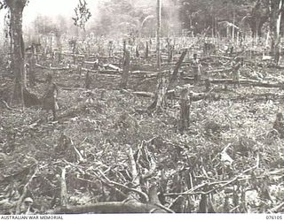 KARKAR ISLAND, NEW GUINEA. 1944-10-20. NATIVE WOMEN WORKING UNDER THE DIRECTION OF THE AUSTRALIAN NEW GUINEA ADMINISTRATIVE UNIT GETTING VILLAGE GARDENS INTO A SATISFACTORY CONDITION. THE GARDENS ..