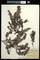 Sargassum polyphyllum