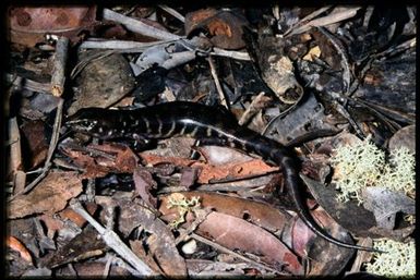 Skink sp.