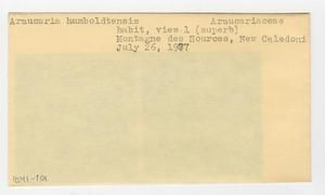 [Araucaria humboldtensis in New Caledonia, envelope IE41-101]