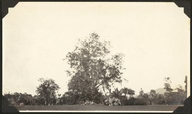 Large tree in a clearing, Samoa, 1929 / C.M. Yonge