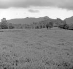 Falevaouta clearing. Ututau, mound and way.