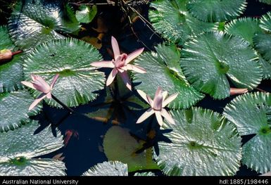 Fiji - lily pads