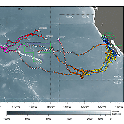 Image_2_Connectivity of Striped Marlin From the Central North Pacific Ocean.jpeg