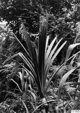 landscape, vegetation, voivoi, pandanus, vegetation, photography,