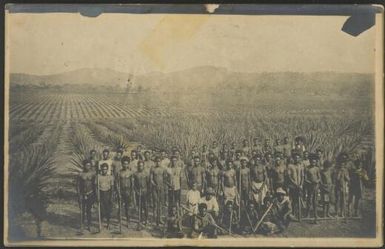 Sisal hemp plantation, Fairfax Harbour, Papua